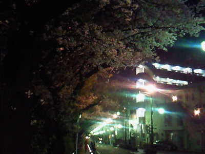 風の散歩道の夜桜